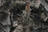 Very Rare Polished Petrified Wood (Ginkgo) Slab - Arizona #115170-1